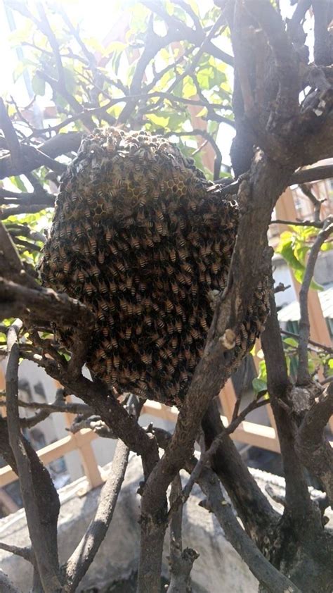 陽台 蜜蜂|蜜蜂住進我們家陽台？摘除蜂巢大作戰 